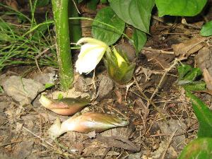 JAグリーンNAVIバックナンバー